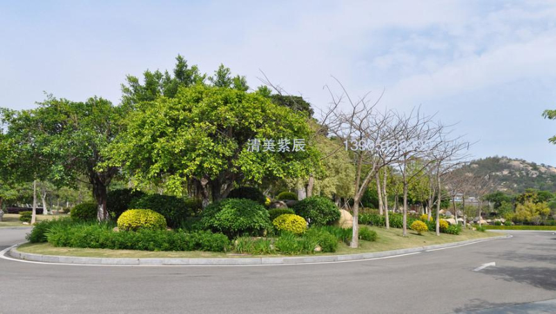 綠化